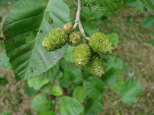 Alnus incana